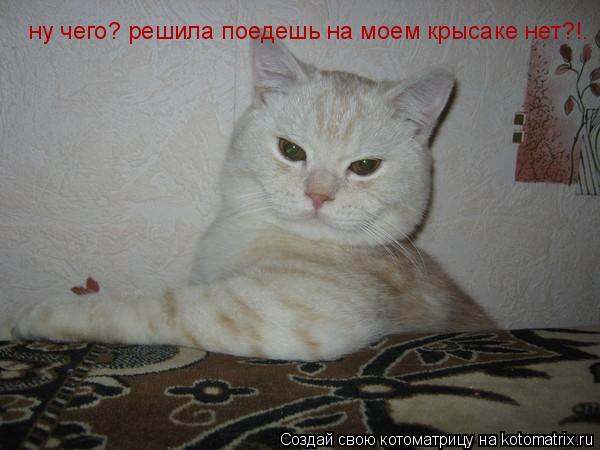 ну чего? решила поедешь на моем крысаке нет?!.... Котоматрица: ну чего? решила поедешь на моем крысаке нет?!.