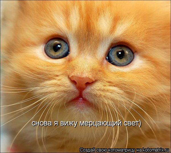снова я вижу мерцающий свет)... Котоматрица: снова я вижу мерцающий свет)