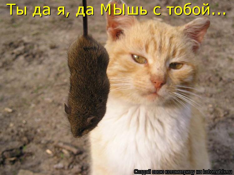 Ты да я, да МЫшь с тобой...... Котоматрица: Ты да я, да МЫшь с тобой...