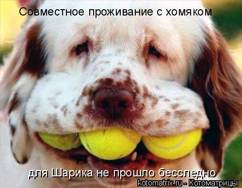 Совместное проживание с хомяком для Шарика не прошло бесследно. Совместное проживание с хомяком для Ш... Котоматрица: Совместное проживание с хомяком для Шарика не прошло бесследно. Совместное проживание с хомяком для Шарика не прошло бесследно