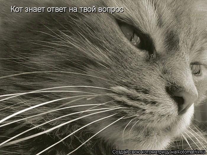 Кот знает ответ на твой вопрос... Котоматрица: Кот знает ответ на твой вопрос