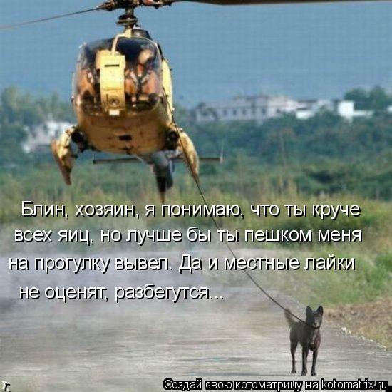 Блин, хозяин, я понимаю, что ты круче всех яиц, но лучше бы ты пешком меня на прогулку вывел. Да и ме... Котоматрица: Блин, хозяин, я понимаю, что ты круче всех яиц, но лучше бы ты пешком меня на прогулку вывел. Да и местные лайки не оценят, разбегутся...
