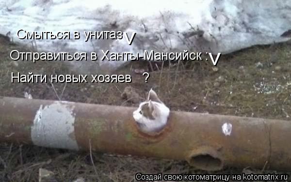 Смыться в унитаз Отправиться в Ханты-Мансийск : < < Найти новых хозяев ?... Котоматрица: Смыться в унитаз Отправиться в Ханты-Мансийск : < < Найти новых хозяев ?