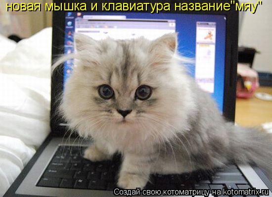 новая мышка и клавиатура название"мяу"... Котоматрица: новая мышка и клавиатура название"мяу"