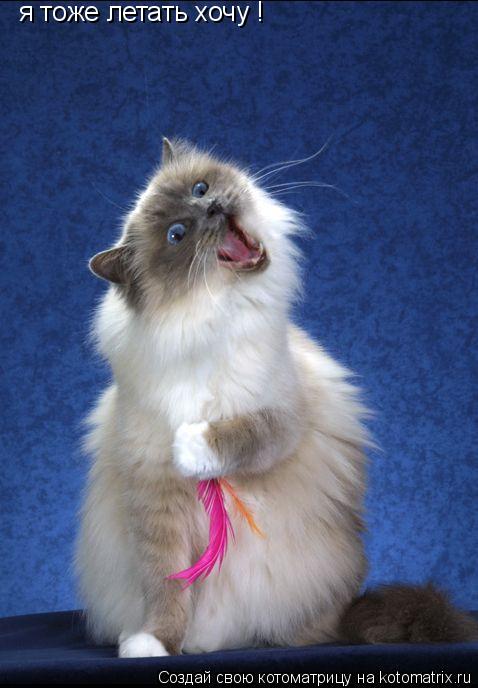 я тоже летать хочу !... Котоматрица: я тоже летать хочу !
