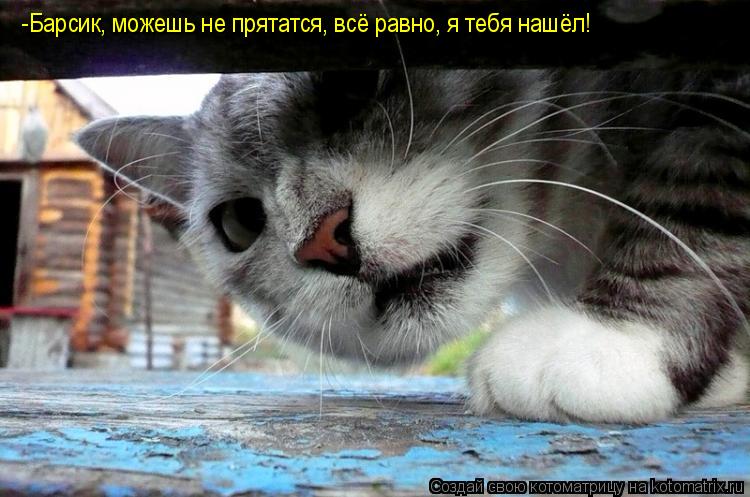 -Барсик, можешь не прятатся, всё равно, я тебя нашёл!... Котоматрица: -Барсик, можешь не прятатся, всё равно, я тебя нашёл!