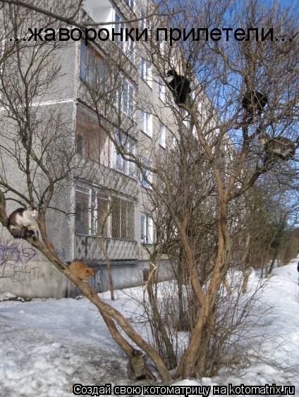 ...жаворонки прилетели...... Котоматрица: ...жаворонки прилетели...