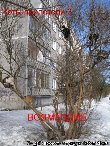 Коты прилетели 3 ВОЗМЕЗДИЕ... Котоматрица: Коты прилетели 3 ВОЗМЕЗДИЕ