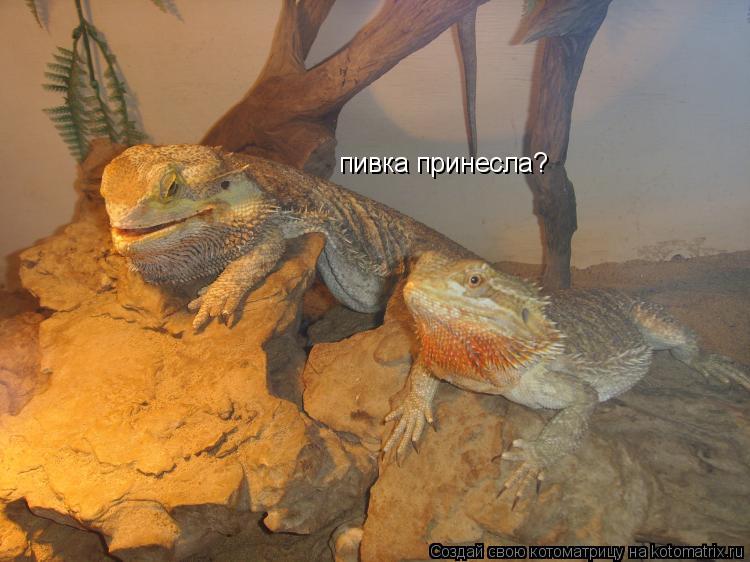 пивка принесла?... Котоматрица: пивка принесла?