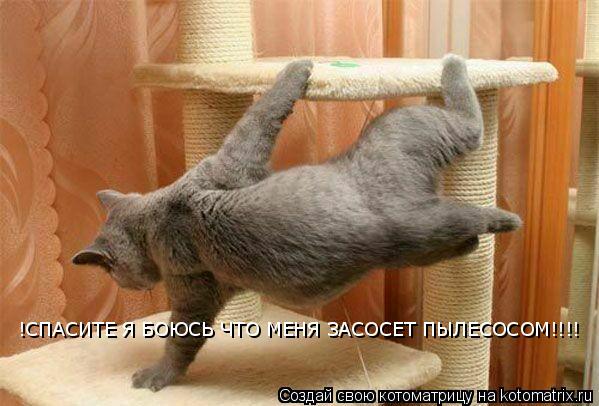 Хозяйка начала пылесосить мою коготочилку только не это!!СПАСИТЕ Я БОЮСЬ ЧТО МЕНЯ ЗАСОСЕТ!!!!!!!!!!!!... Котоматрица: Хозяйка начала пылесосить мою коготочилку только не это!!СПАСИТЕ Я БОЮСЬ ЧТО МЕНЯ ЗАСОСЕТ!!!!!!!!!!!!!!!! !СПАСИТЕ Я БОЮСЬ ЧТО МЕНЯ ЗАСОСЕТ ПЫЛЕСО