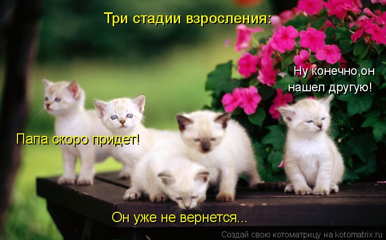 Котоматрица: Ну конечно,он нашел другую! Папа скоро придет! Он уже не вернется... Три стадии взросления:
