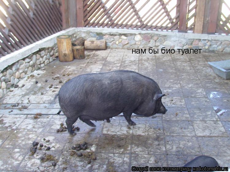 нам бы био туалет... Котоматрица: нам бы био туалет