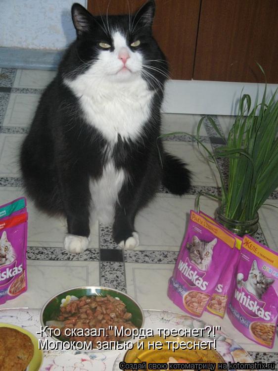 Котоматрица: -Кто сказал:"Морда треснет?!" Молоком запью и не треснет!