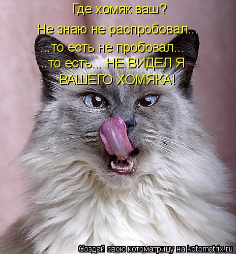 Где хомяк ваш? Не знаю не распробовал... ...то есть не пробовал... ...то есть... НЕ ВИДЕЛ Я ВАШЕГО ХО... Котоматрица: Где хомяк ваш? Не знаю не распробовал... ...то есть не пробовал... ...то есть... НЕ ВИДЕЛ Я ВАШЕГО ХОМЯКА!