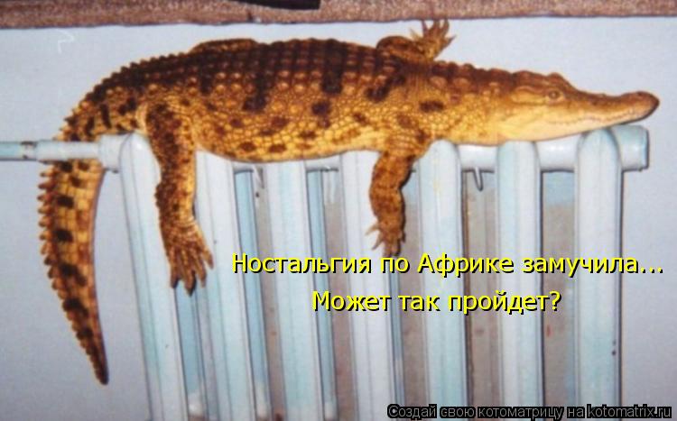 Ностальгия по Африке замучила... Может так пройдет?... Котоматрица: Ностальгия по Африке замучила... Может так пройдет?