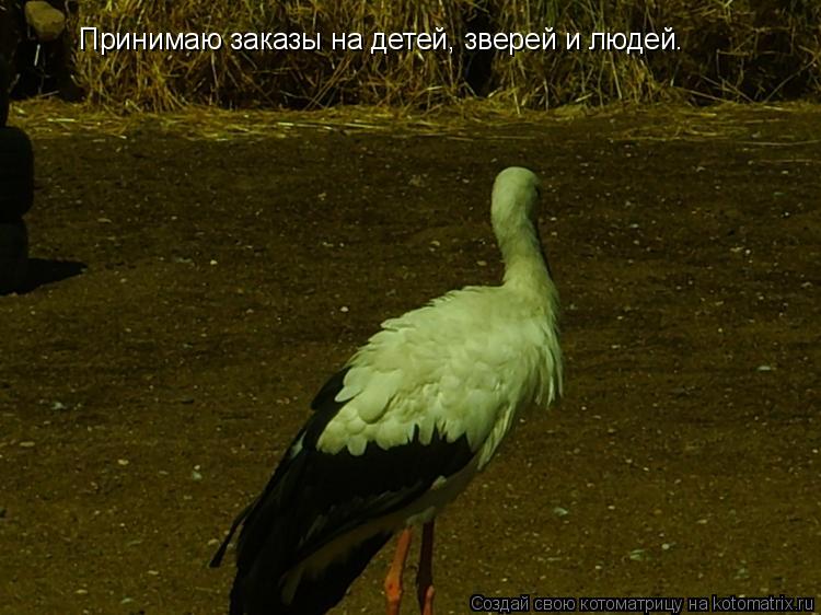 Котоматрица: Принимаю заказы на детей, зверей и людей.