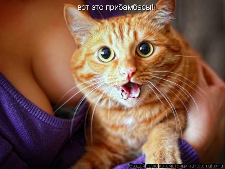 вот это прибамбасы!!... Котоматрица: вот это прибамбасы!!