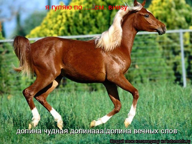 Котоматрица: долина чудная долинааа!долина вечных слов я гуляю по .....см. внизу