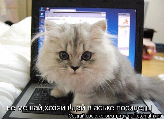 не мешай,хозяин!дай в аське посидеть!... Котоматрица: не мешай,хозяин!дай в аське посидеть!