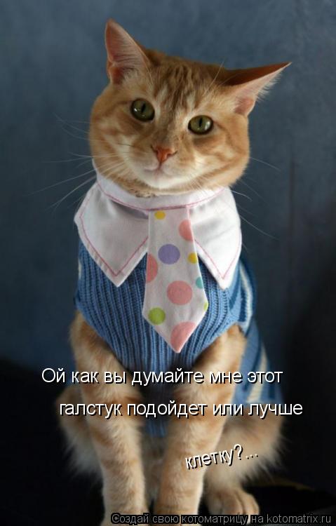 Ой как вы думайте мне этот галстук подойдет или лучше клетку?...... Котоматрица: Ой как вы думайте мне этот галстук подойдет или лучше клетку?...