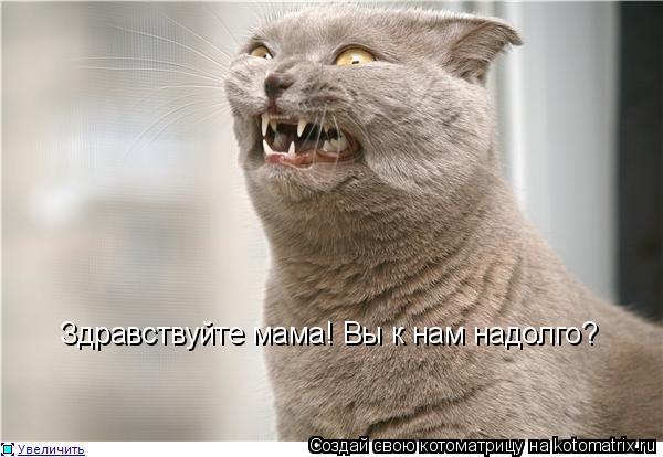 Котоматрица: Здравствуйте мама! Вы к нам надолго?