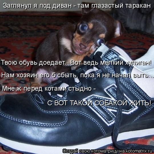 Заглянул я под диван - там глазастый таракан Твою обувь доедает...Вот ведь мелкий хулиган! Нам хозяин... Котоматрица: Заглянул я под диван - там глазастый таракан Твою обувь доедает...Вот ведь мелкий хулиган! Нам хозяин его б сбыть, пока я не начал выть... Мне ж