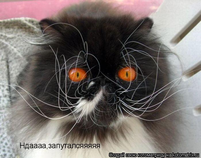 Котоматрица: Ндаааа,запуталсяяяяя