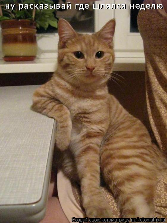 ну расказывай где шлялся неделю... Котоматрица: ну расказывай где шлялся неделю
