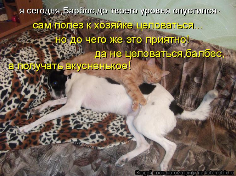 я сегодня,Барбос,до твоего уровня опустился- сам полез к хозяйке целоваться... но до чего же это прия... Котоматрица: я сегодня,Барбос,до твоего уровня опустился- сам полез к хозяйке целоваться... но до чего же это приятно! да не целоваться,балбес, а получать