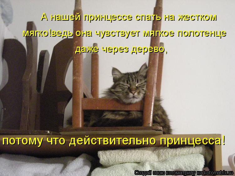 А нашей принцессе спать на жестком мягко!ведь она чувствует мягкое полотенце даже через дерево, потом... Котоматрица: А нашей принцессе спать на жестком мягко!ведь она чувствует мягкое полотенце даже через дерево, потому что действительно принцесса!