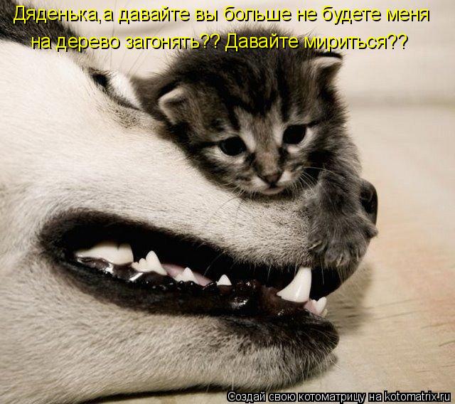 Дяденька,а давайте вы больше не будете меня на дерево загонять?? Давайте мириться??... Котоматрица: Дяденька,а давайте вы больше не будете меня на дерево загонять?? Давайте мириться??