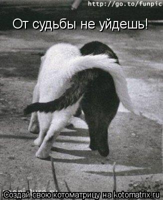От судьбы не уйдешь!... Котоматрица: От судьбы не уйдешь!