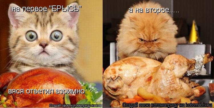 на первое "БРЫСЬ" вяся ответил взоимно а на второе........ Котоматрица: на первое "БРЫСЬ" вяся ответил взоимно а на второе.....