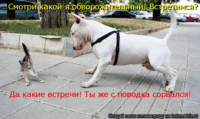 - Да какие встречи! Ты же с поводка сорвался! Смотри какой я обворожительный! Встретимся?... Котоматрица: - Да какие встречи! Ты же с поводка сорвался! Смотри какой я обворожительный! Встретимся?