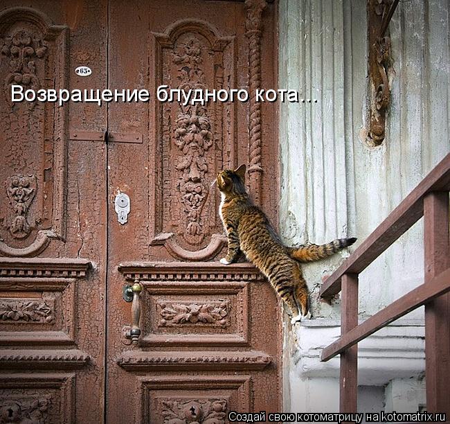 Возвращение блудного кота...... Котоматрица: Возвращение блудного кота...