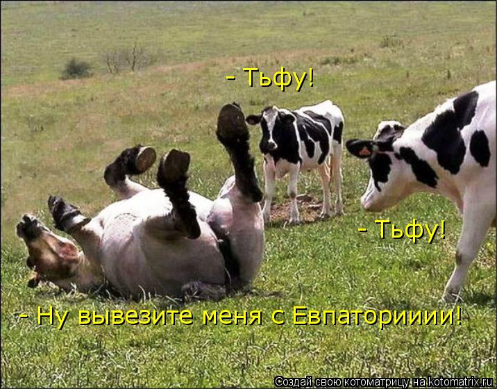 - Ну вывезите меня с Евпаторииии! - Тьфу! - Тьфу!... Котоматрица: - Ну вывезите меня с Евпаторииии! - Тьфу! - Тьфу!