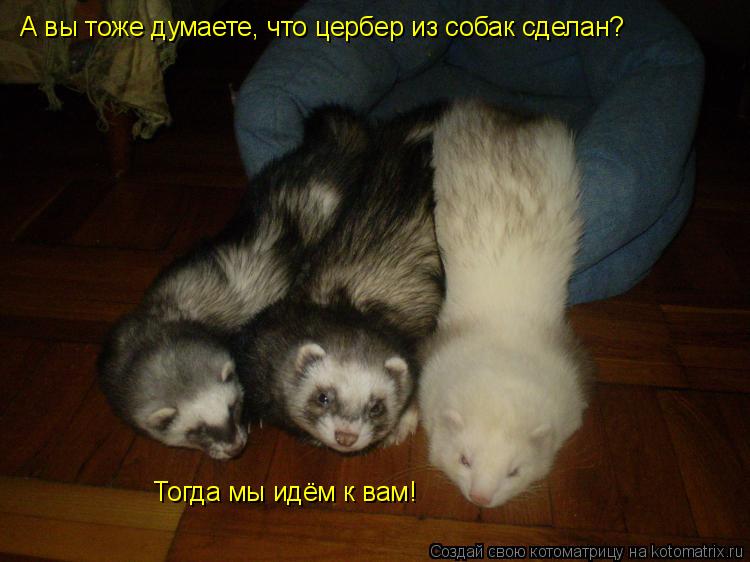 А вы тоже думаете, что цербер из собак сделан? Тогда мы идём к вам!... Котоматрица: А вы тоже думаете, что цербер из собак сделан? Тогда мы идём к вам!