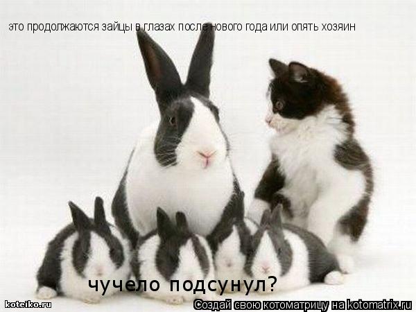 это продолжаются зайцы в глазах после нового года или опять хозяин чучело подсунул?... Котоматрица: это продолжаются зайцы в глазах после нового года или опять хозяин чучело подсунул?