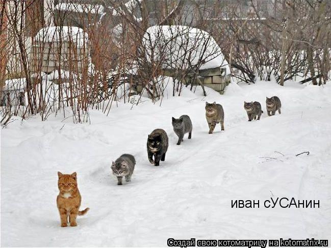 иван сУСАнин... Котоматрица: иван сУСАнин