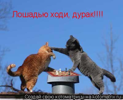 Лошадью ходи, дурак!!!!... Котоматрица: Лошадью ходи, дурак!!!!