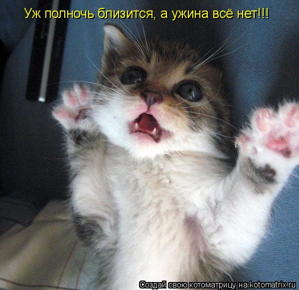 Уж полночь близится, а ужина всё нет!!!... Котоматрица: Уж полночь близится, а ужина всё нет!!!