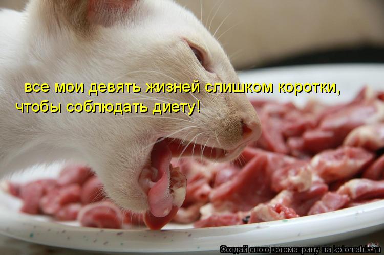 все мои девять жизней слишком коротки, чтобы соблюдать диету!... Котоматрица: все мои девять жизней слишком коротки, чтобы соблюдать диету!