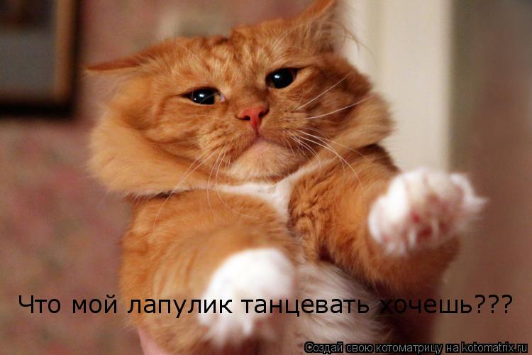 Что мой лапулик танцевать хочешь???... Котоматрица: Что мой лапулик танцевать хочешь???
