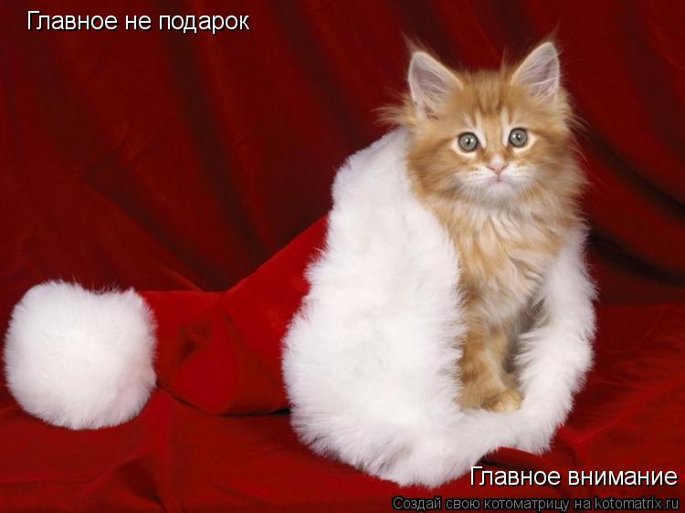 Главное не подарок Главное внимание... Котоматрица: Главное не подарок Главное внимание
