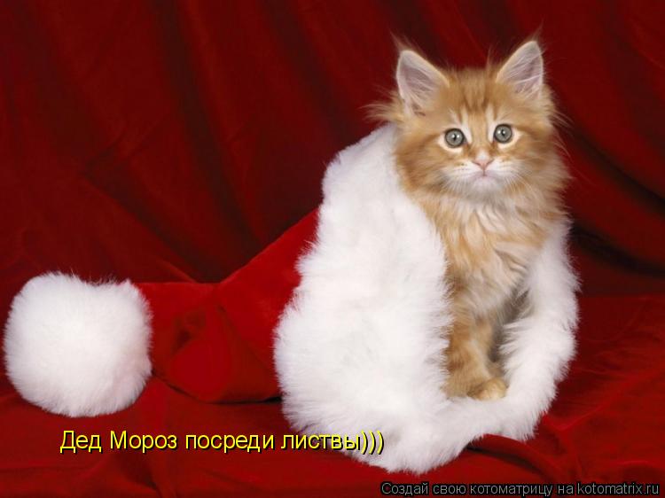 Дед Мороз посреди листвы)))... Котоматрица: Дед Мороз посреди листвы)))