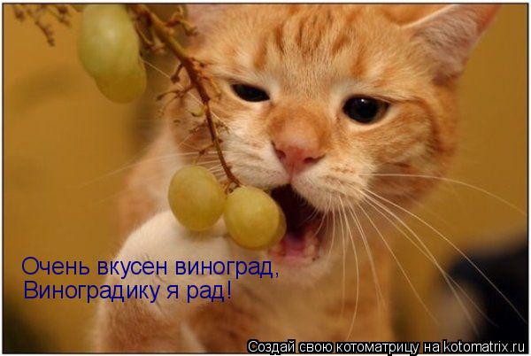 Очень вкусен виноград, Виноградику я рад!... Котоматрица: Очень вкусен виноград, Виноградику я рад!
