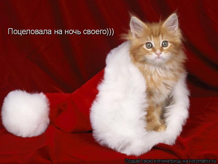 Поцеловала на ночь своего)))... Котоматрица: Поцеловала на ночь своего)))