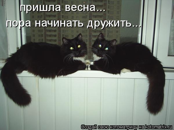 Котоматрица: пришла весна... пора начинать дружить...