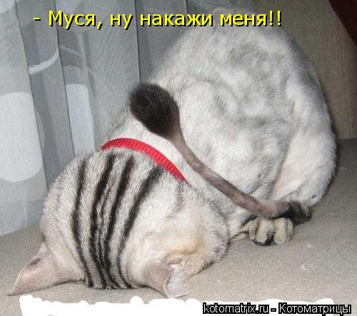 - Муся, ну накажи меня!!... Котоматрица: - Муся, ну накажи меня!!