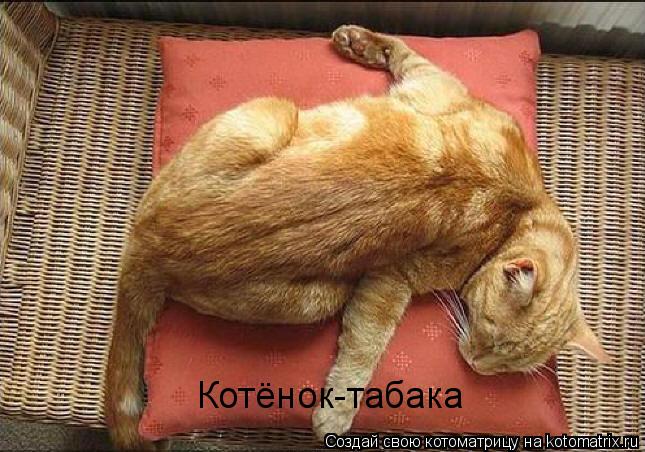 Котоматрица: Котёнок-табака